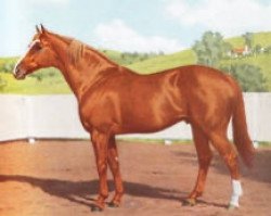 stallion Wilkes xx (Thoroughbred, 1952, from Court Martial xx)