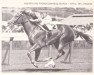 broodmare Golden Chariot xx (Thoroughbred, 1948, from Golden Sovereign xx)