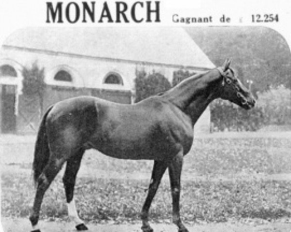 Pferd Monarch xx (Englisches Vollblut, 1918, von Tracery xx)