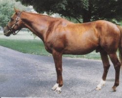 stallion Ferdinand xx (Thoroughbred, 1983, from Nijinsky xx)