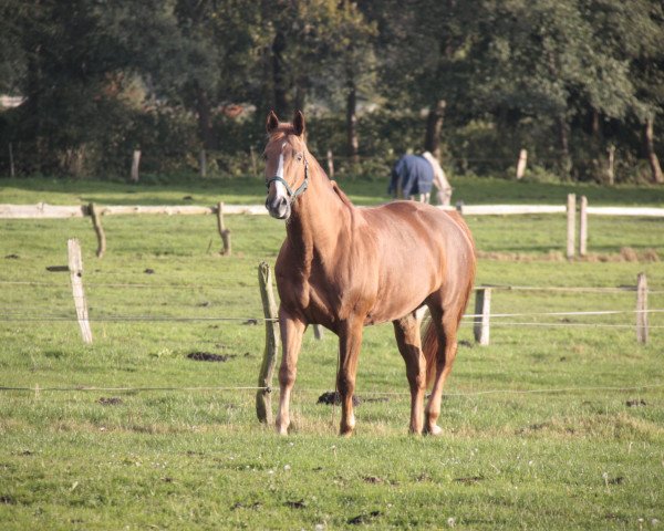 dressage horse Sunny Day 9 (Thuringia, 1999, from Lancier)