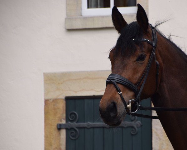 dressage horse Finch Hatton 11 (Westphalian, 2015, from Franziskus FRH)