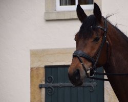 dressage horse Finch Hatton 11 (Westphalian, 2015, from Franziskus FRH)