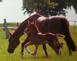 broodmare Gamba (Holsteiner, 1992, from Calypso I)