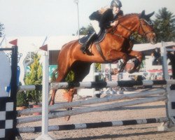 Springpferd Celectra de Vautenaivre (Schweizer Warmblut, 2001, von Sir Libero)