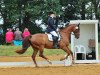 dressage horse Indio 67 (Oldenburg, 2002, from Indonese)