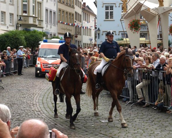 horse Gammon's Rubin (Latvian Warmblood, 1991, from Grudrons)