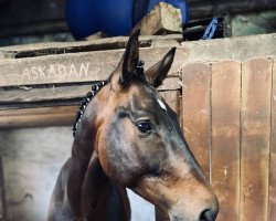 jumper Captain Jack 89 (Hanoverian, 2018, from Clinton's Heart)