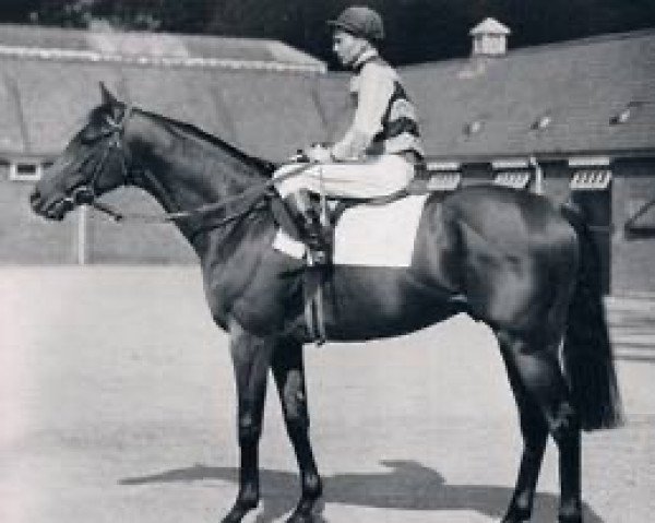 stallion St. Paddy xx (Thoroughbred, 1957, from Aureole xx)