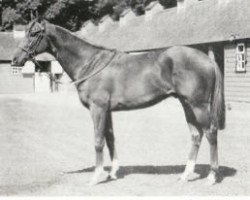 Deckhengst Pride Of Kildare xx (Englisches Vollblut, 1948, von Royal Charger xx)