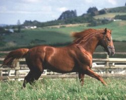 stallion Zamazaan xx (Thoroughbred, 1965, from Exbury xx)