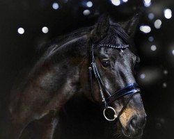 jumper Leo Levano F (German Sport Horse, 2012, from Levistano)