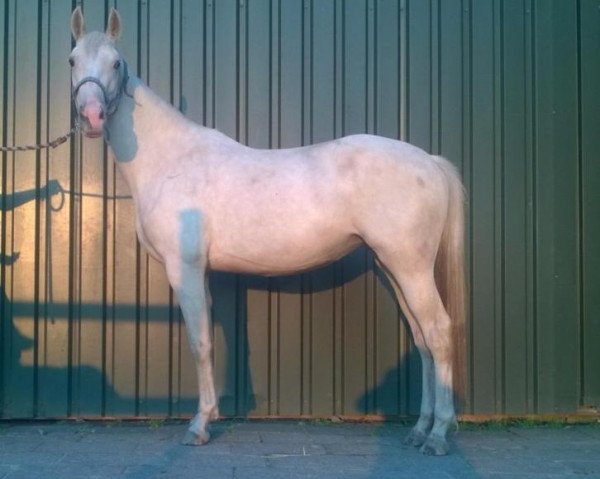 horse Hofdame V (KWPN (Royal Dutch Sporthorse), 2012, from McJonnas)