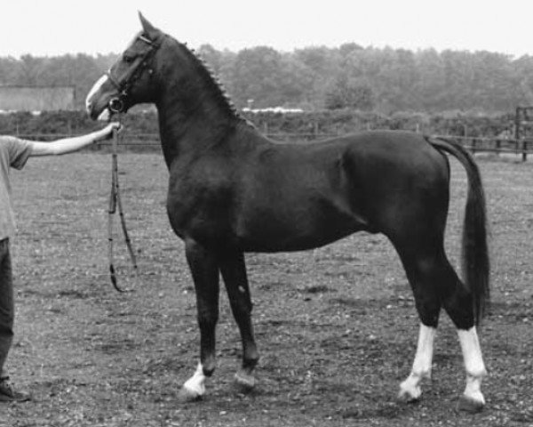 stallion Donau (KWPN (Royal Dutch Sporthorse), 1985, from Wouter)