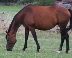 broodmare Dana L'Amour (Hanoverian, 2002, from Di Caprio)