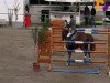 jumper Maxim 85 (Danish Warmblood, 2000, from Mantovani)