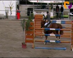 jumper Maxim 85 (Danish Warmblood, 2000, from Mantovani)