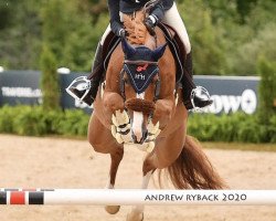 jumper Langley HX (KWPN (Royal Dutch Sporthorse), 2012, from Carambole)