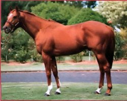 stallion Nassipour xx (Thoroughbred, 1980, from Blushing Groom xx)