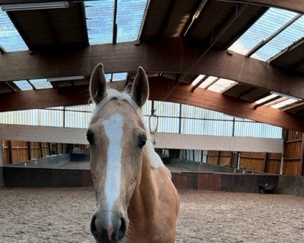 horse Krem's Koh 1 Noor (KWPN (Royal Dutch Sporthorse), 2019, from Krem)