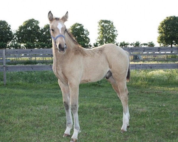 horse Mc Royal Surprise (Nederlands Rijpaarden en Pony, 2014, from McJonnas)