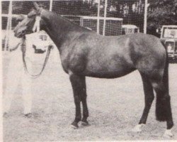 broodmare Sargab (KWPN (Royal Dutch Sporthorse), 1976, from Abgar xx)