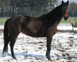 broodmare Joie Jument (KWPN (Royal Dutch Sporthorse), 1991, from Ramiro Z)