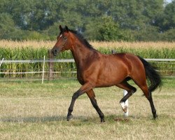 Zuchtstute Löwenherz (Hessisches Warmblut, 1999, von Le Charmeur E)