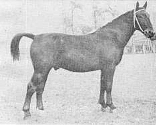 stallion Majesteit Hendrik (KWPN (Royal Dutch Sporthorse), 1948, from Hendrik)