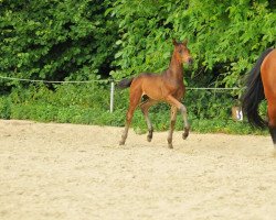 dressage horse For Francis HR (Hanoverian, 2021, from For Gold OLD)