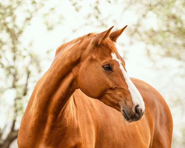 jumper Candy's Future (Holsteiner, 2016, from Chin Champ)