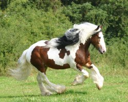 Deckhengst Sir Maverik of Sunshine (Tinker / Irish Cob / Gypsy Vanner, 2002, von Simon of Sunshine)