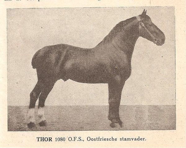 Pferd Thor (Oldenburger,  , von Martin 815 OF)