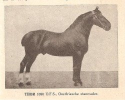 horse Thor (Oldenburg,  , from Martin 815 OF)