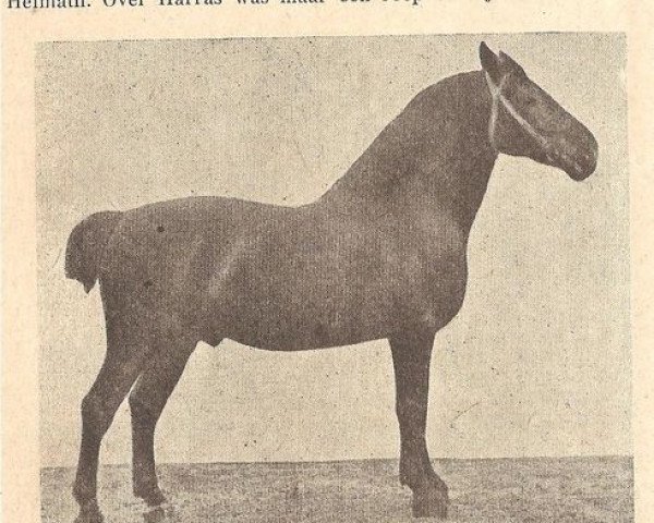 stallion Martin 815 OF (Alt-Oldenburger / Ostfriesen, 1886, from Bernhard 803)