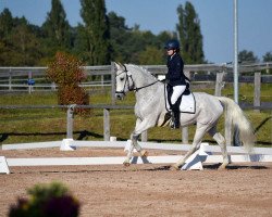 dressage horse Uno Maestro (Hanoverian, 2010, from Uccello)