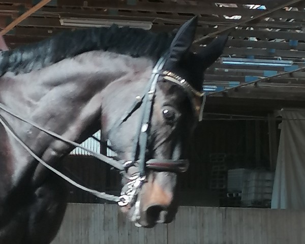 horse Lord Lantano (Hanoverian, 2014, from Gem of India)