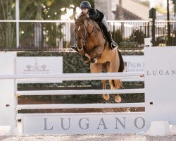 jumper Independence (KWPN (Royal Dutch Sporthorse), 2013, from Zirocco Blue)