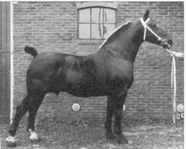 stallion Brinio (Oldenburg, 1928, from Gruson 2763)