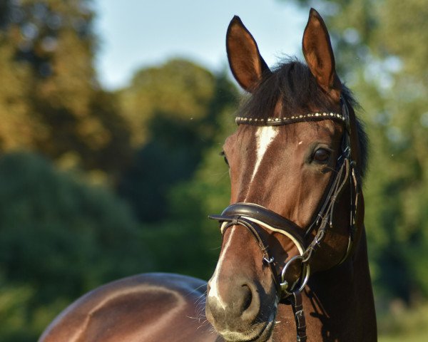 dressage horse Fleur de Romancier (Hanoverian, 2016, from Fürst Romancier)