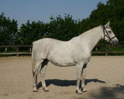 broodmare Jugata (KWPN (Royal Dutch Sporthorse), 1991, from Zeoliet)