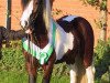 stallion Simon of Sunshine (Tinker / Irish Cob / Gypsy Vanner, 1999, from Sligo)