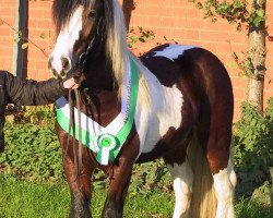 stallion Simon of Sunshine (Tinker / Irish Cob / Gypsy Vanner, 1999, from Sligo)