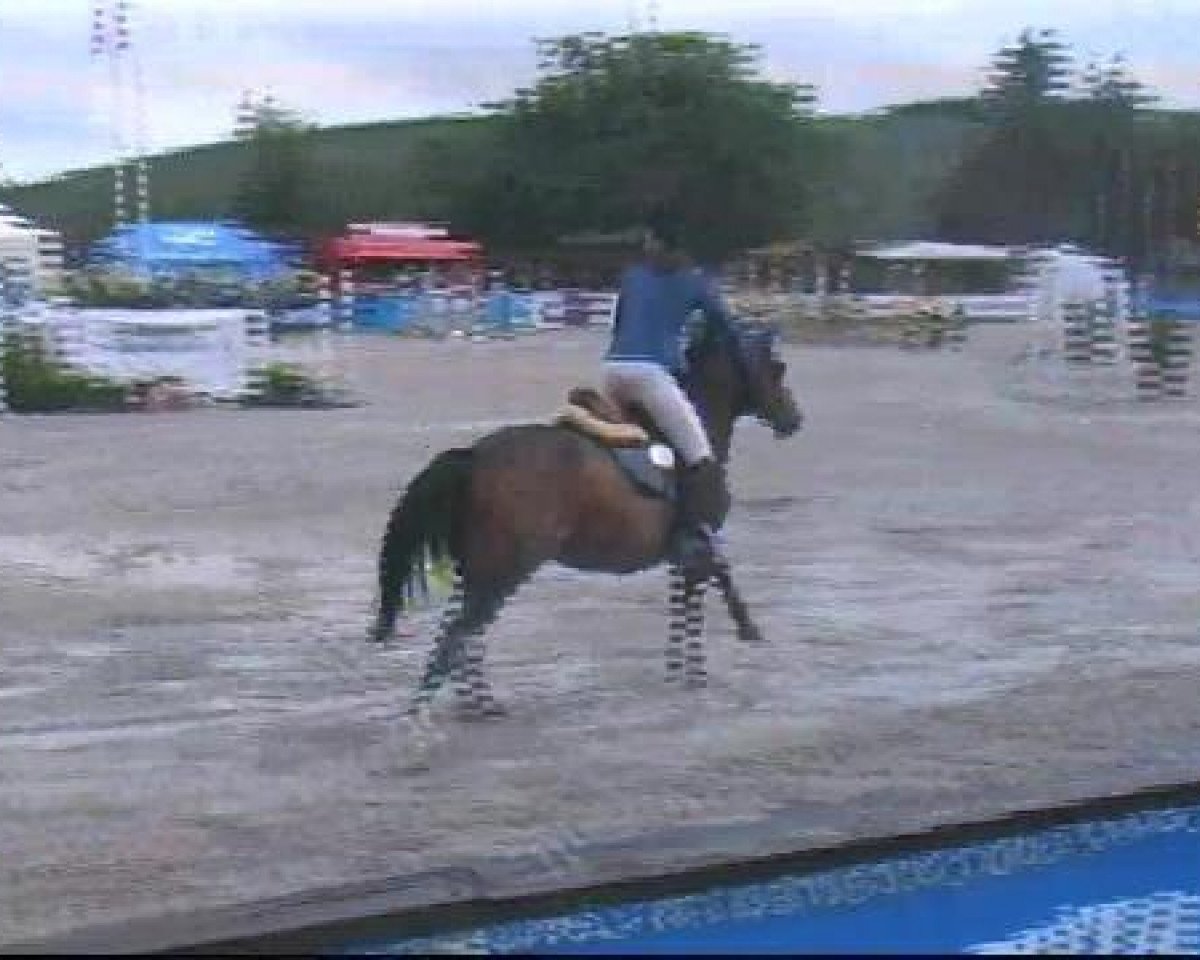 jumper Benjy 9 (Pony without race description, 1997, from Beautyful Stallion)