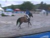 jumper Benjy 9 (Pony without race description, 1997, from Beautyful Stallion)