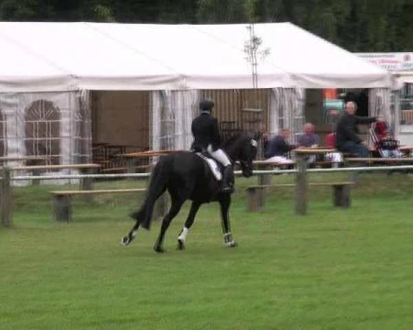 dressage horse Sunray 4 (Hanoverian, 2007, from Samarant)