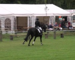 dressage horse Sunray 4 (Hanoverian, 2007, from Samarant)