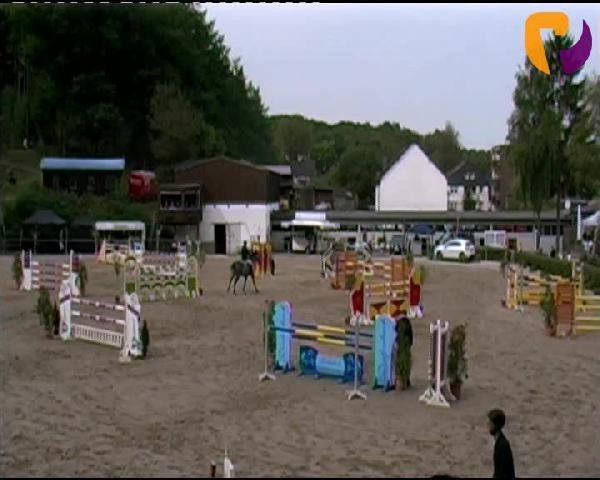 Pferd Arera Utopia (Koninklijk Warmbloed Paardenstamboek Nederland (KWPN), 2005, von Sydney)