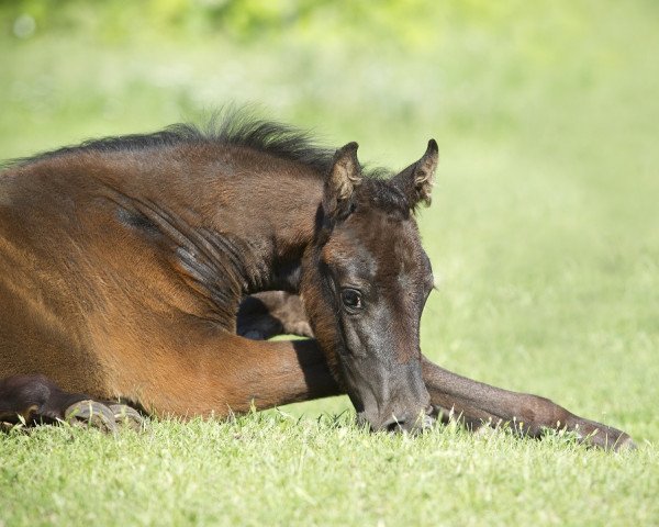 broodmare Fairness Deluxe B (German Sport Horse, 2011, from Centipede)