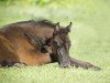 broodmare Fairness Deluxe B (German Sport Horse, 2011, from Centipede)